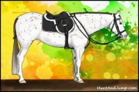 Horse Color:Bay Sabino Splash Appaloosa 
