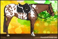 Horse Color:Bay Appaloosa 