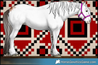 Horse Color:White Spotted Bay 