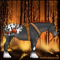 Horse Color:Black Appaloosa