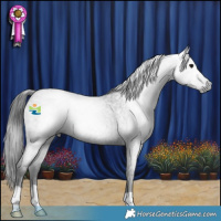 Horse Color:Gray Smoky Blue Roan 