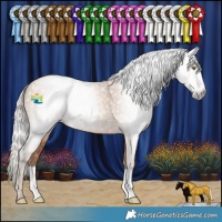 Horse Color:Gray Silver Amber Champagne Rabicano