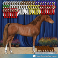 Horse Color:Gray Chestnut Rabicano