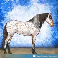 Horse Color:Bay Appaloosa 