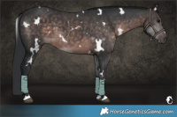 Horse Color:Platinum White Spotted Brown 