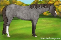 Horse Color:Smoky Blue Roan Appaloosa