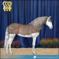 Horse Color:Silver Black Splash Rabicano 