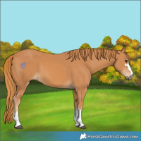 Horse Color:Chestnut 