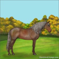Horse Color:Liver Chestnut 