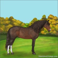 Horse Color:Liver Chestnut 