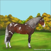 Horse Color:White Spotted Silver Brown Splash Appaloosa Rabicano 