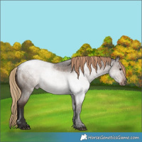 Horse Color:Liver Red Dun Roan 