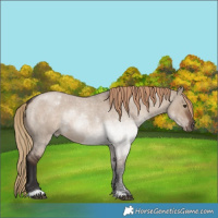 Horse Color:Liver Red Dun Roan 