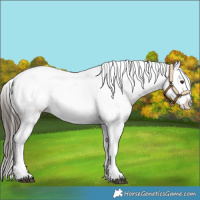 Horse Color:Liver Chestnut Tobiano Appaloosa