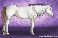 Horse Color:White Spotted Red Dun Rabicano  and White Spotted Red Dun Rabicano 