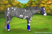 Horse Color:White Spotted Black Splash Varnish Rabicano 