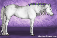 Horse Color:Gray White Spotted Black  and Gray White Spotted Silver Black 