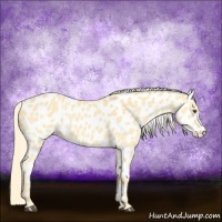 Horse Color:Palomino Dun Appaloosa 
