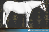 Horse Color:Cremello Leopard