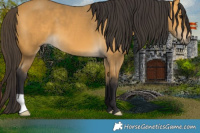 Horse Color:Buckskin 