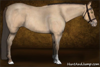 Horse Color:Amber Champagne Roan 