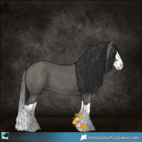 Horse Color:Grullo Splash 