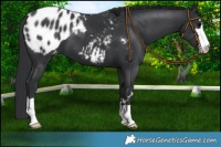 Horse Color:Black Appaloosa 