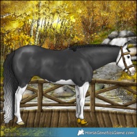 Horse Color:Black Splash