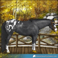 Horse Color:Black Appaloosa 