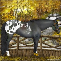 Horse Color:Black Appaloosa
