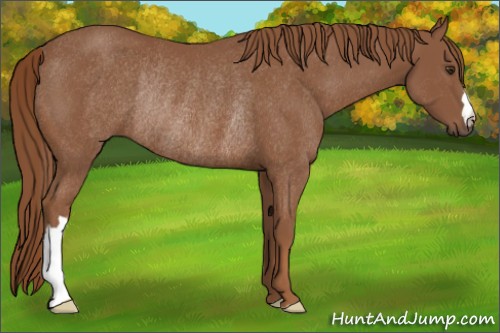 Horse Color:Chestnut Rabicano 