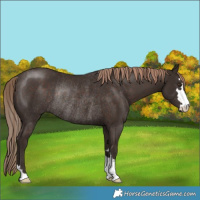 Horse Color:Liver Chestnut Rabicano