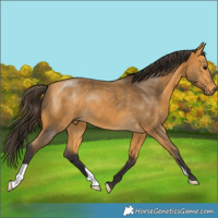 Horse Color:Buckskin 