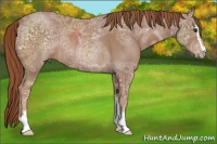 Horse Color:Chestnut Ice Sabino Rabicano 