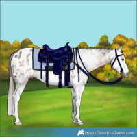 Horse Color:Gray Bay Sabino Splash Appaloosa Rabicano 