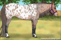 Horse Color:Bay Roan Appaloosa Rabicano 