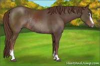 Horse Color:Liver Chestnut Sabino Rabicano 