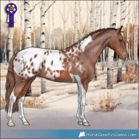 Horse Color:Chestnut Tobiano Appaloosa 