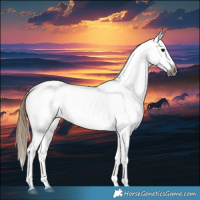 Horse Color:Gray White Spotted Smoky Black Tobiano Appaloosa 