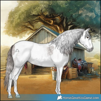 Horse Color:Gray White Spotted Chestnut Tobiano 