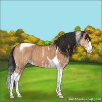Horse Color:Bay Splash Tobiano  and Bay Dun Splash Tobiano 