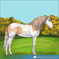 Horse Color:Chestnut Splash Tobiano