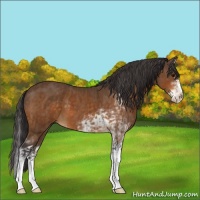 Horse Color:Buckskin Splash  and Buckskin Sabino 