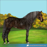 Horse Color:Void Silver Buckskin Roan Splash Rabicano and Void Bay Roan Splash