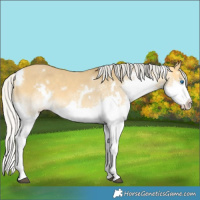 Horse Color:White Spotted Silver Buckskin Dun Splash 
