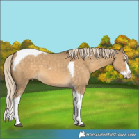 Horse Color:Chocolate Palomino Dun Splash Tobiano 