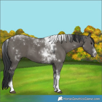 Horse Color:Grullo Tobiano 
