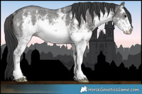 Horse Color:White Spotted Black Sabino Rabicano 