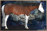 Horse Color:Brown Sabino Splash Rabicano