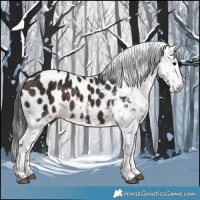 Horse Color:Brown Appaloosa 